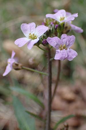 Arabidopsis arenosa \ Sand- / Sand Rock-Cress, D Elmstein 6.4.2022