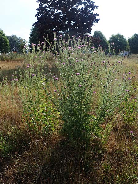 Carduus acanthoides \ Weg-Distel / Welted Thistle, D Ludwigshafen 21.7.2022