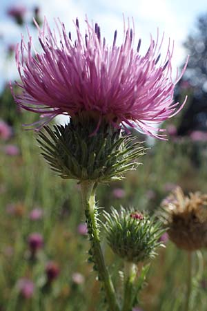 Carduus acanthoides / Welted Thistle, D Ludwigshafen 21.7.2022