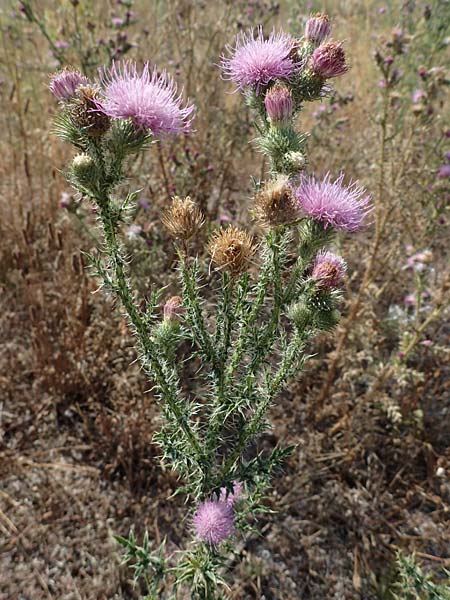 Carduus acanthoides / Welted Thistle, D Ludwigshafen 21.7.2022