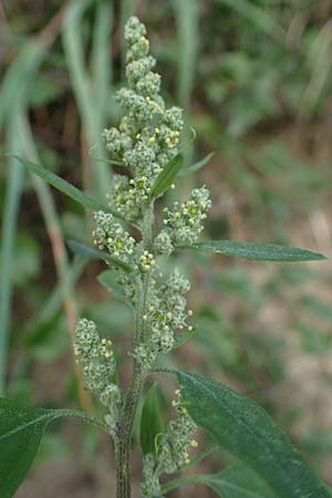 Chenopodium album / Fat Hen, D Freiburg-Tiengen 3.9.2022