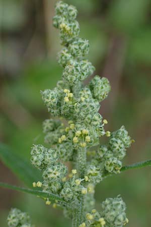 Chenopodium album / Fat Hen, D Freiburg-Tiengen 3.9.2022