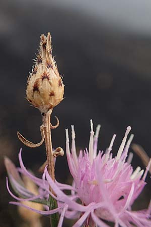 Centaurea australis \ Kleinkpfige Flockenblume / Southern Spotted Knapweed, D Kehl 3.9.2022