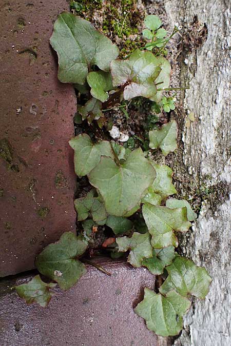 Cardamine occulta \ Japanisches Reisfeld-Schaumkraut, D Münster 16.4.2023