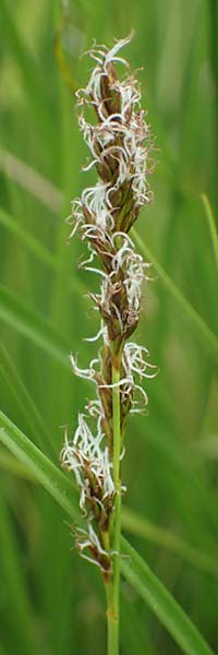 Carex appropinquata / Fibrous Tussock Sedge, D Walldürn 20.5.2023
