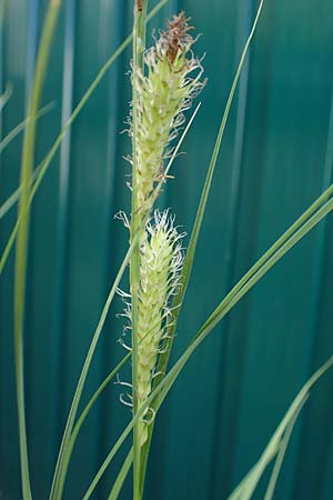 Carex atherodes \ Groe Grannen-Segge / Wheat Sedge, D  2.6.2023