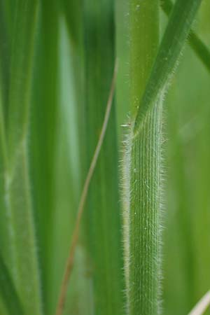 Carex atherodes / Wheat Sedge, D  2.6.2023