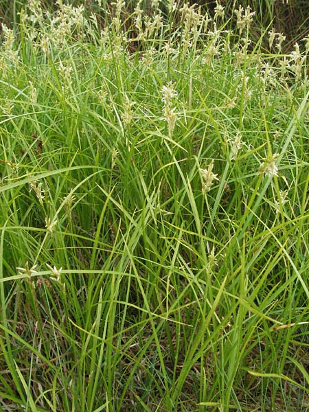 Carex brizoides \ Zittergras-Segge, D Allgäu, Gebrazhofen 5.5.2007