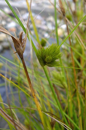 Carex bohemica \ Bhmische Segge / Bohemian Sedge, D Botan. Gar.  Universit.  Mainz 13.9.2008