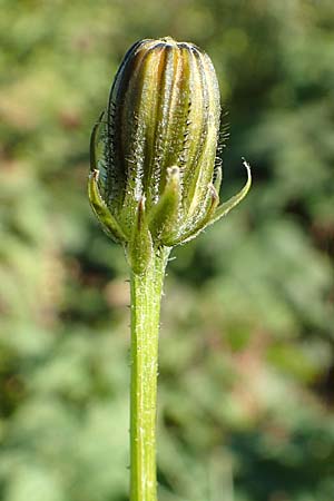 Crepis biennis \ Wiesen-Pippau / Rough Hawk's-Beard, D Dresden 2.11.2015