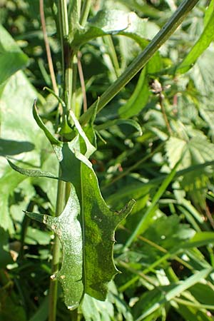 Crepis biennis \ Wiesen-Pippau, D Dresden 2.11.2015