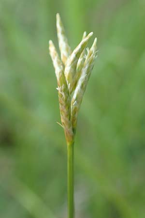 Carex brizoides \ Zittergras-Segge, D Leutkirch 7.5.2016