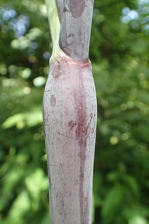Chaerophyllum bulbosum \ Rben-Klberkropf, Knollenkerbel / Turip-Rooted Chervil, D Großheubach am Main 20.6.2016