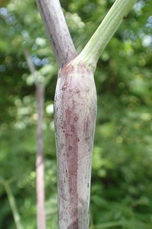 Chaerophyllum bulbosum \ Rben-Klberkropf, Knollenkerbel / Turip-Rooted Chervil, D Großheubach am Main 20.6.2016