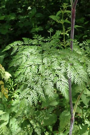 Chaerophyllum bulbosum \ Rben-Klberkropf, Knollenkerbel / Turip-Rooted Chervil, D Großheubach am Main 20.6.2016