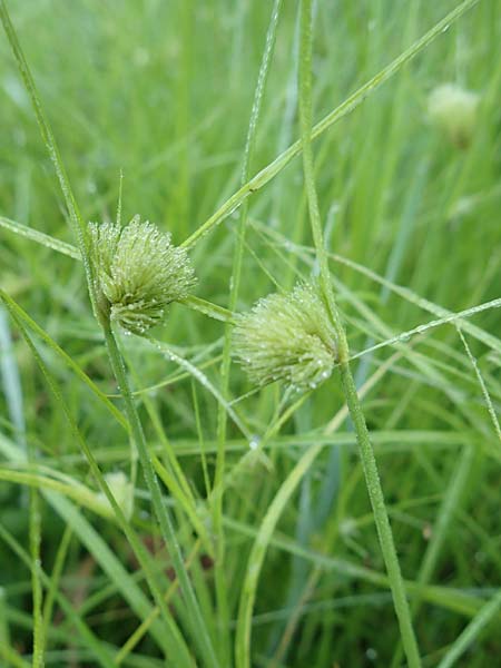 Carex bohemica \ Bhmische Segge / Bohemian Sedge, D Donaueschingen 6.9.2016