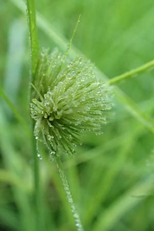 Carex bohemica \ Bhmische Segge / Bohemian Sedge, D Donaueschingen 6.9.2016