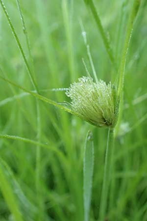 Carex bohemica \ Bhmische Segge / Bohemian Sedge, D Donaueschingen 6.9.2016