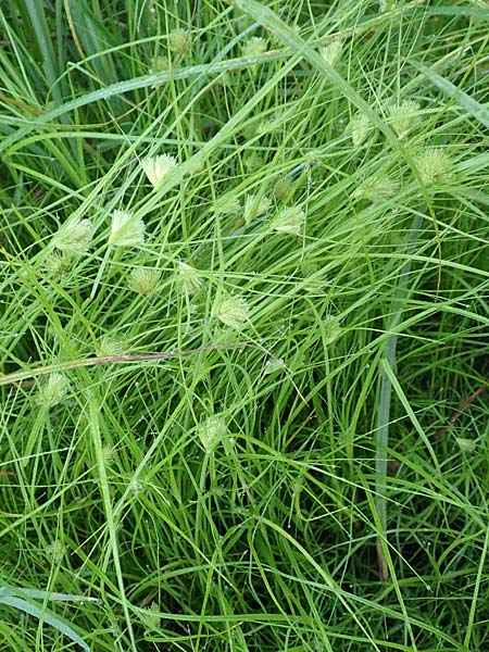 Carex bohemica \ Bhmische Segge / Bohemian Sedge, D Donaueschingen 6.9.2016