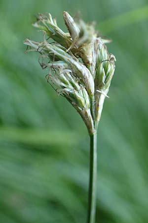 Carex brizoides \ Zittergras-Segge / Quaking Grass Sedge, D Raubach 1.6.2019