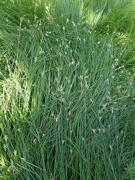 Carex brizoides \ Zittergras-Segge / Quaking Grass Sedge, D Raubach 1.6.2019