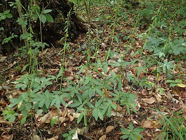 Cardamine bulbifera \ Knllchen-Zahnwurz, Zwiebel-Zahnwurz / Coral-Root Bitter-Cress, D Seeheim an der Bergstraße 12.5.2020