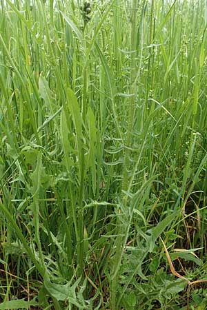 Crepis biennis \ Wiesen-Pippau / Rough Hawk's-Beard, D Mannheim 13.5.2020