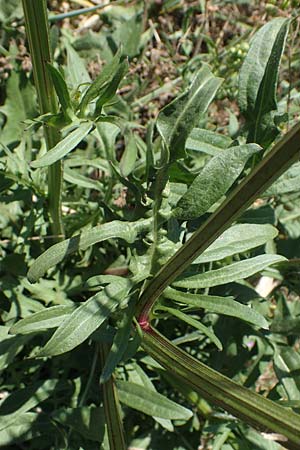 Crepis biennis \ Wiesen-Pippau, D Thüringen, Bad Frankenhausen 10.6.2022