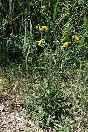 Crepis biennis \ Wiesen-Pippau, D Thüringen, Bad Frankenhausen 10.6.2022