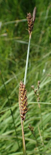 Carex binervis \ Zweinervige Segge / Green-Ribbed Sedge, D Hunsrück, Börfink 18.7.2022