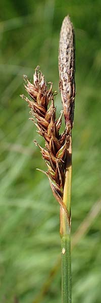 Carex binervis \ Zweinervige Segge / Green-Ribbed Sedge, D Hunsrück, Börfink 18.7.2022