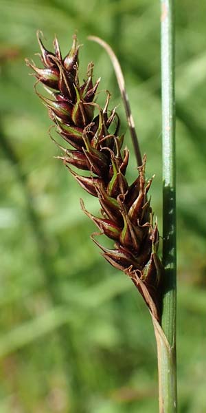 Carex binervis \ Zweinervige Segge / Green-Ribbed Sedge, D Hunsrück, Börfink 18.7.2022