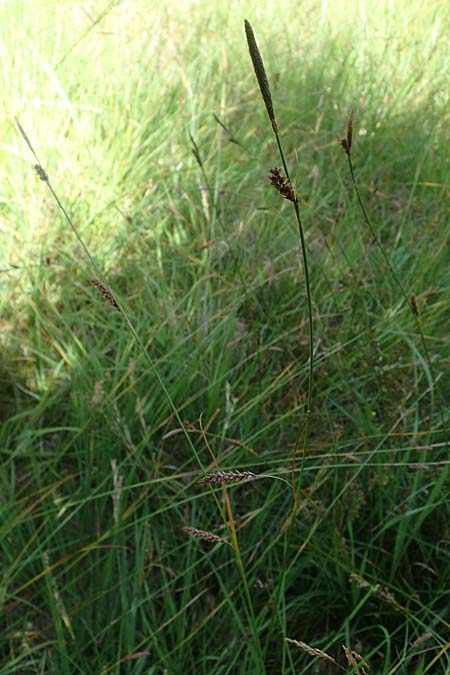 Carex binervis \ Zweinervige Segge / Green-Ribbed Sedge, D Hunsrück, Börfink 18.7.2022