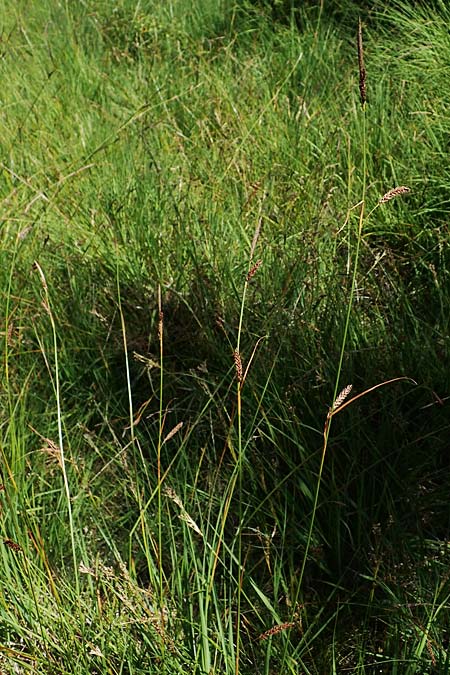 Carex binervis \ Zweinervige Segge / Green-Ribbed Sedge, D Hunsrück, Börfink 18.7.2022