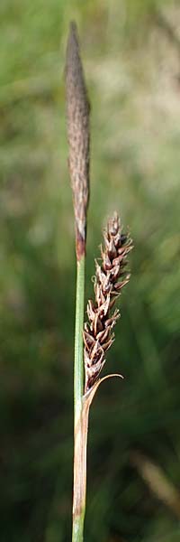 Carex binervis \ Zweinervige Segge / Green-Ribbed Sedge, D Hunsrück, Börfink 18.7.2022