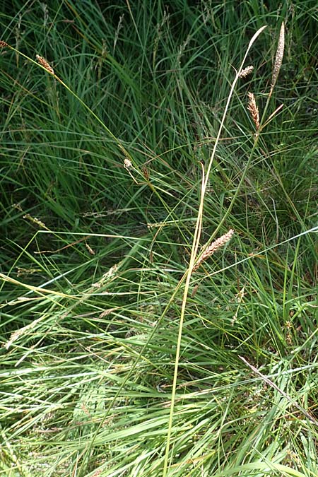 Carex binervis \ Zweinervige Segge / Green-Ribbed Sedge, D Hunsrück, Börfink 18.7.2022