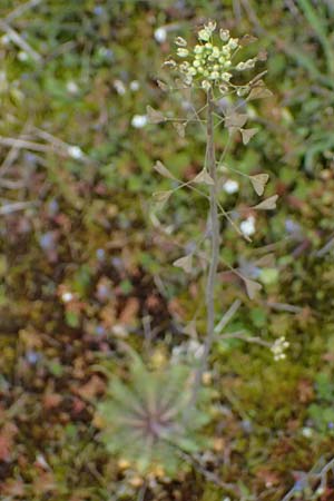 Capsella bursa-pastoris \ Hirtentschel, D Mannheim 31.3.2024