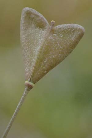 Capsella bursa-pastoris \ Hirtentschel / Shepherd's Purse, D Mannheim 31.3.2024