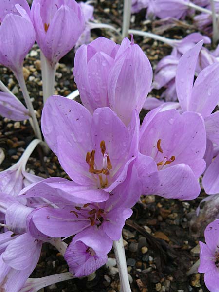 Colchicum cilicicum \ Zilizische Zeitlose, D Botan. Gar.  Universit.  Mainz 13.9.2008