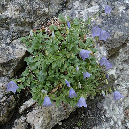 Campanula cochlearifolia \ Kleine Glockenblume / Fairy's Thimble, D Schwenningen (Schwäb. Alb) 26.7.2015