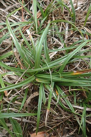 Carex caryophyllea \ Frhlings-Segge / Spring Sedge, D Odenwald, Nieder-Beerbach 16.10.2015