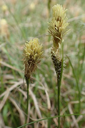 Carex caryophyllea \ Frhlings-Segge / Spring Sedge, D Kleinwallstadt am Main 8.4.2017