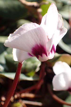 Cyclamen coum \ Vorfrhlings-Alpenveilchen / Eastern Sowbread, D Weinheim an der Bergstraße, Botan. Gar.  Hermannshof 14.3.2018