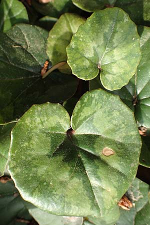 Cyclamen coum \ Vorfrhlings-Alpenveilchen / Eastern Sowbread, D Weinheim an der Bergstraße, Botan. Gar.  Hermannshof 10.4.2018