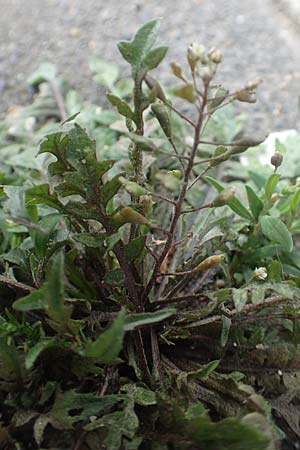 Capsella praecox \ Frhblhendes Hirtentschel / Cuneate Shepherd's Purse, D Krefeld 23.5.2018