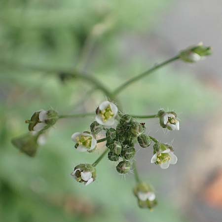 Capsella praecox \ Frhblhendes Hirtentschel / Cuneate Shepherd's Purse, D Krefeld 23.5.2018