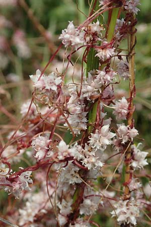 Cuscuta epithymum / Dodder, D Grünstadt-Asselheim 16.6.2018