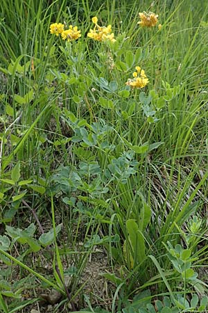 Coronilla coronata \ Berg-Kronwicke / Scorpion Vetch, D Spaichingen 26.6.2018