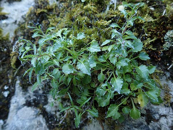 Campanula cochlearifolia \ Kleine Glockenblume / Fairy's Thimble, D Beuron 27.6.2018