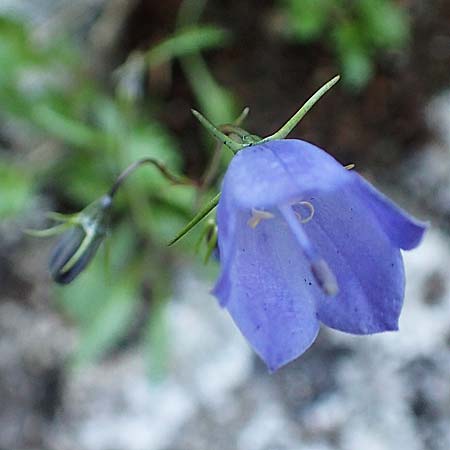 Campanula cochlearifolia \ Kleine Glockenblume / Fairy's Thimble, D Beuron 27.6.2018